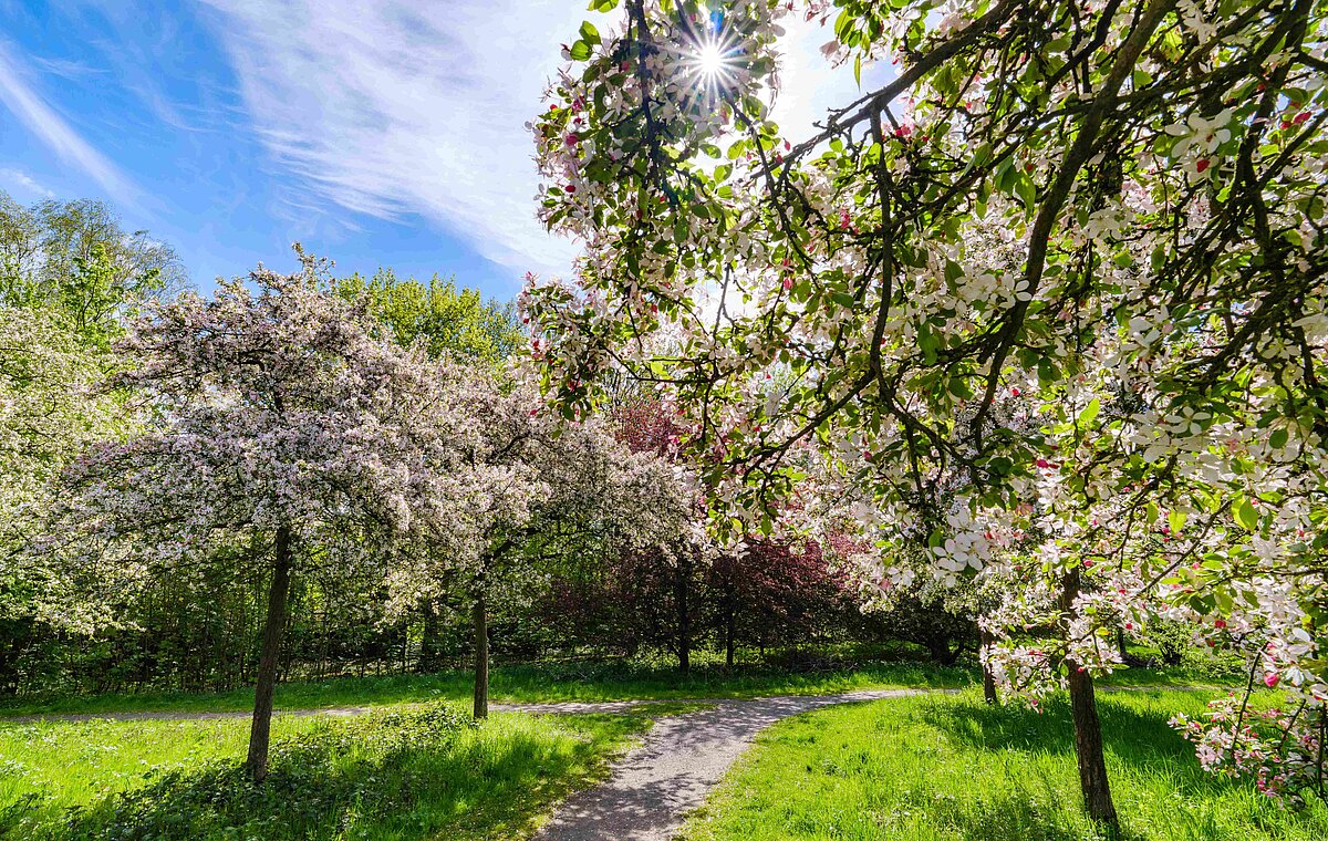 Blühende Obstbäume auf einer Wiese