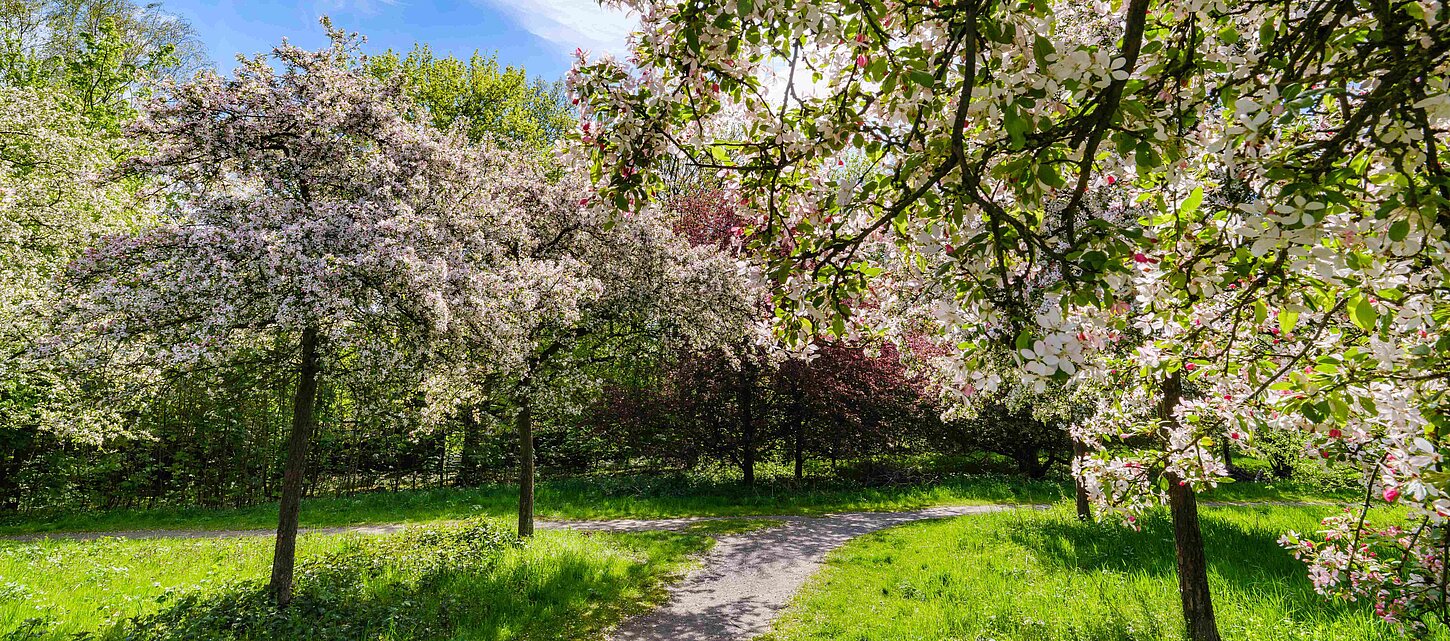 Blühende Obstbäume auf einer Wiese