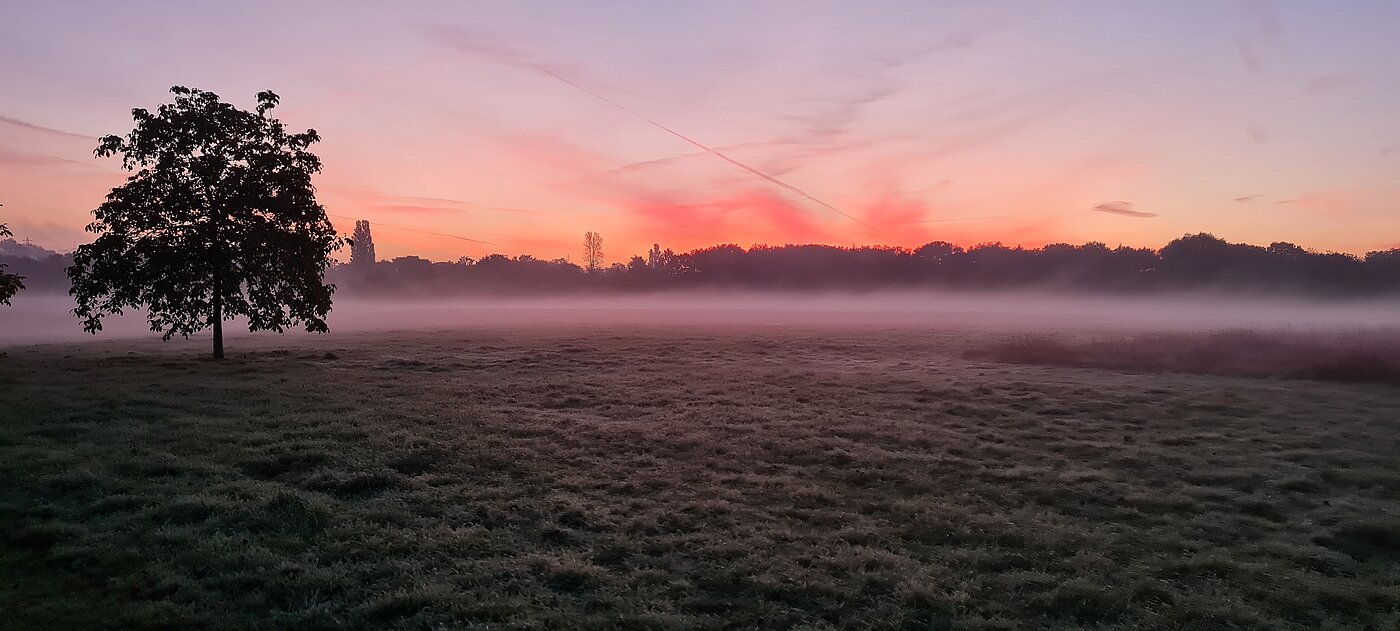 Die Umgebung von Haus Ripshorst im nebeligen Sonnenaufgang