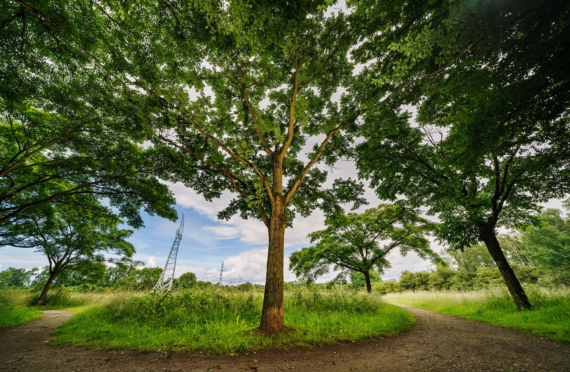 Ein Weg durch Wiese und Wald