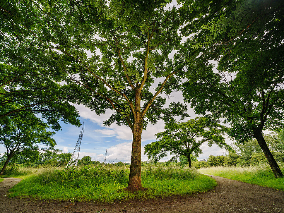 Ein Weg durch Wiese und Wald