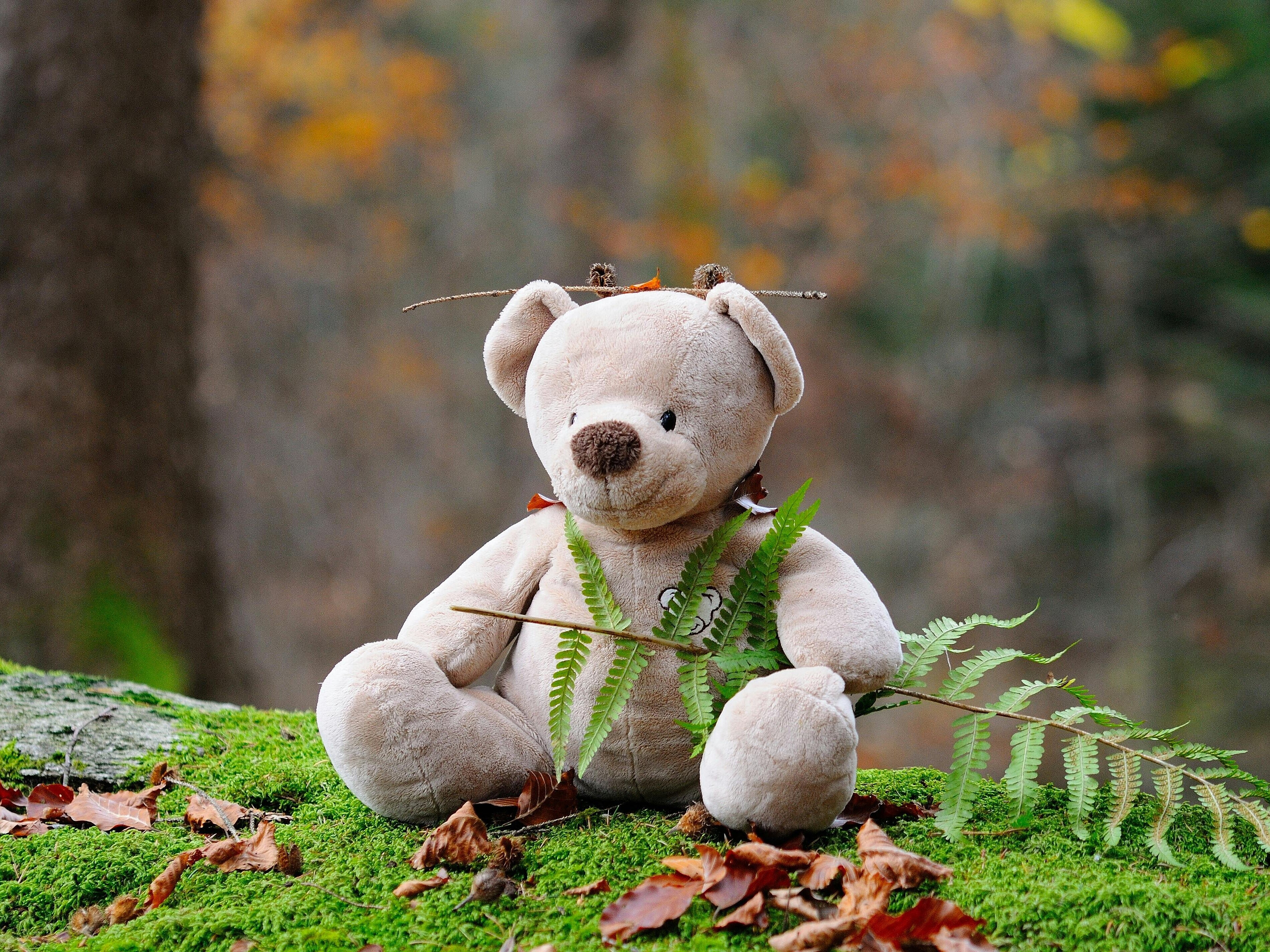 Ein Teddy Kuscheltier sitz auf einem mit Moos bedeckten Baumstamm.