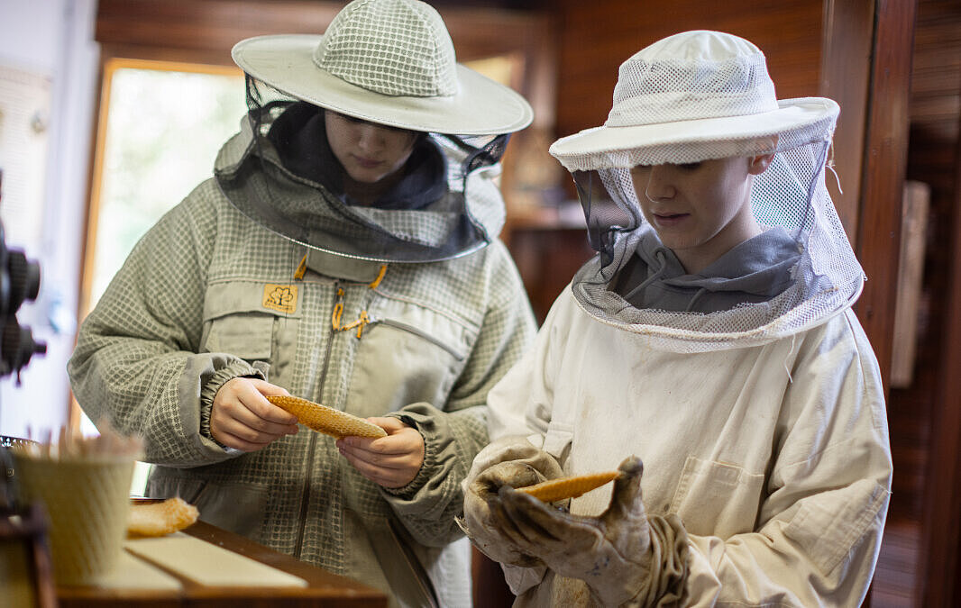 Zwei Personen mit Schutzkleidung schauen sich Bienenwaben an