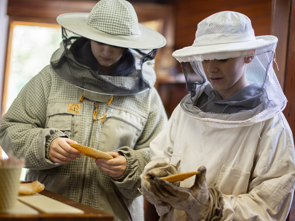 Zwei Personen mit Schutzkleidung schauen sich Bienenwaben an