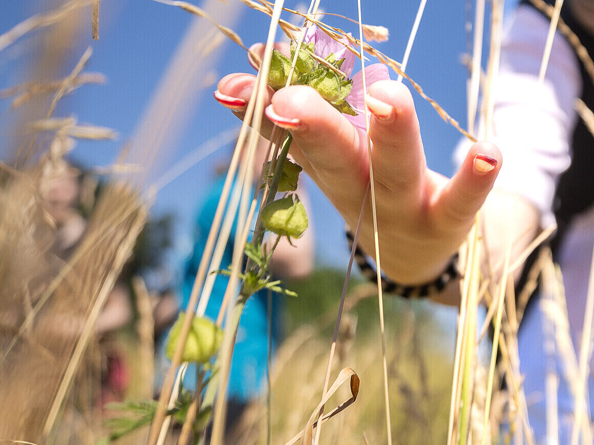 Eine Person berührt eine Blume mit ihrer Hand