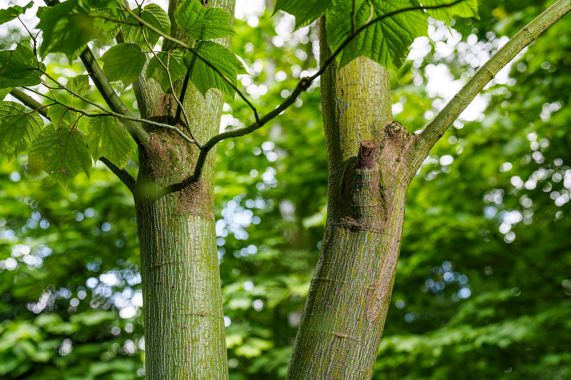 Ein Baum