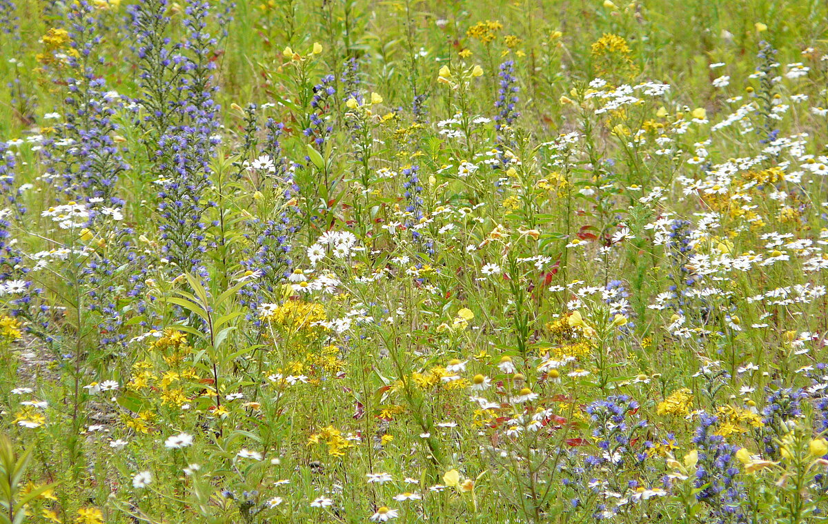 Eine bunte Blumenwiese
