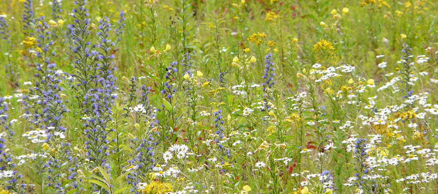 Eine bunte Blumenwiese