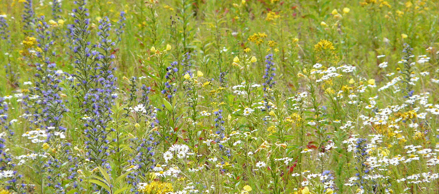 Eine bunte Blumenwiese