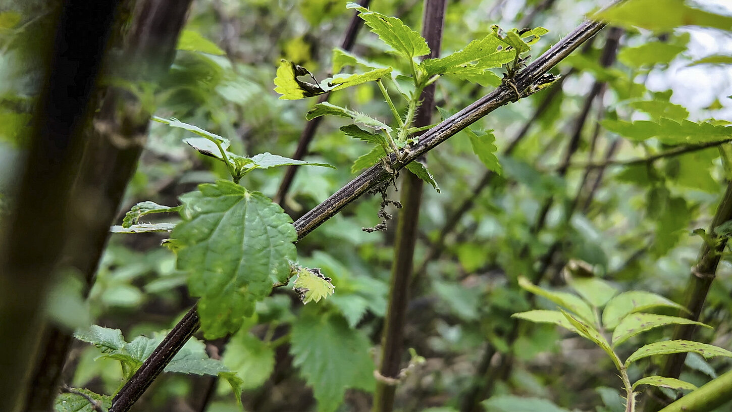 Nahaufnahme einer Brennnesselpflanze
