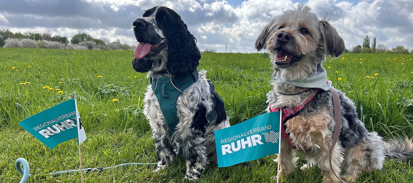 Zwei Hunde sitzen vor RVR-Fähnchen auf einer Wiese