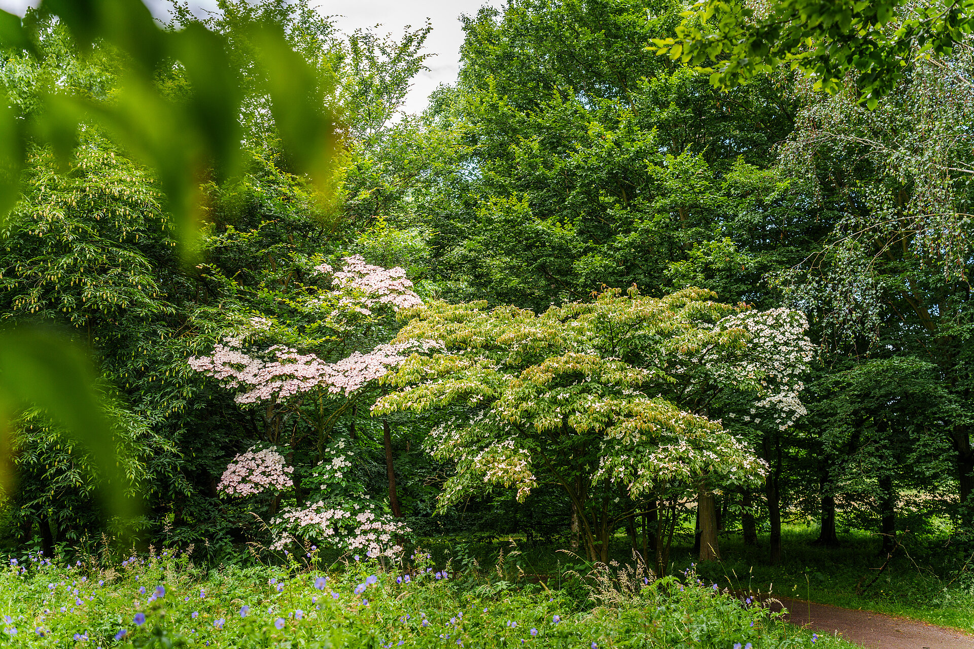 Grüner Wald und Wiese