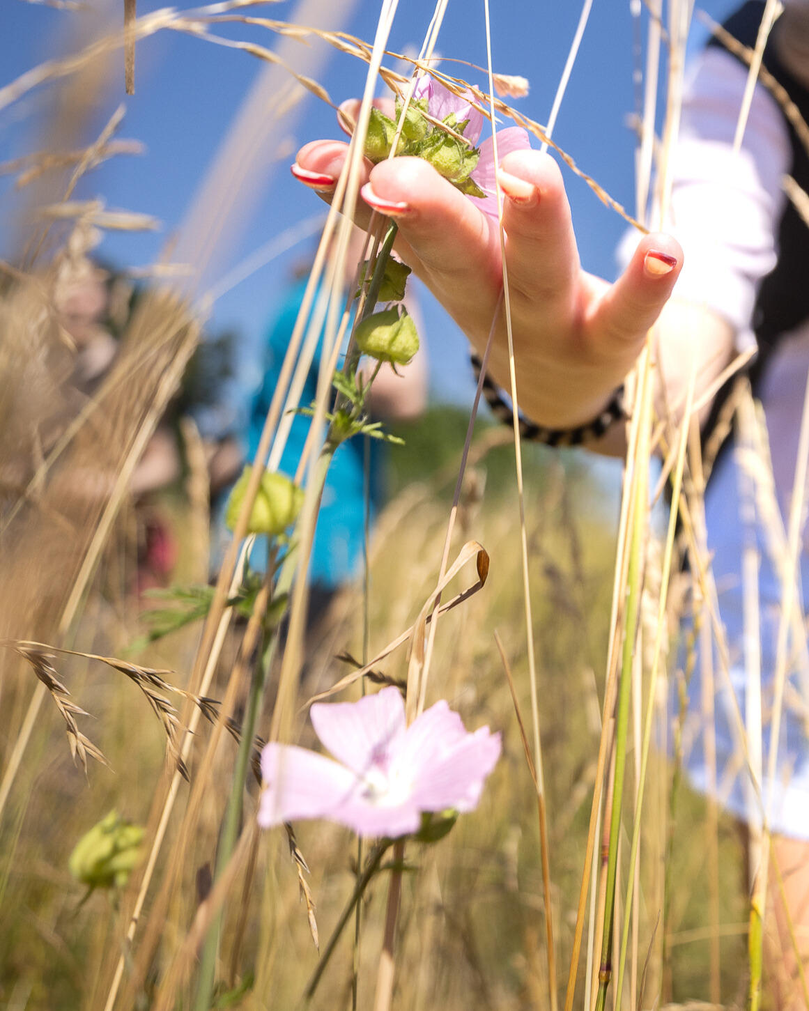 Eine Person berührt eine Blume mit ihrer Hand