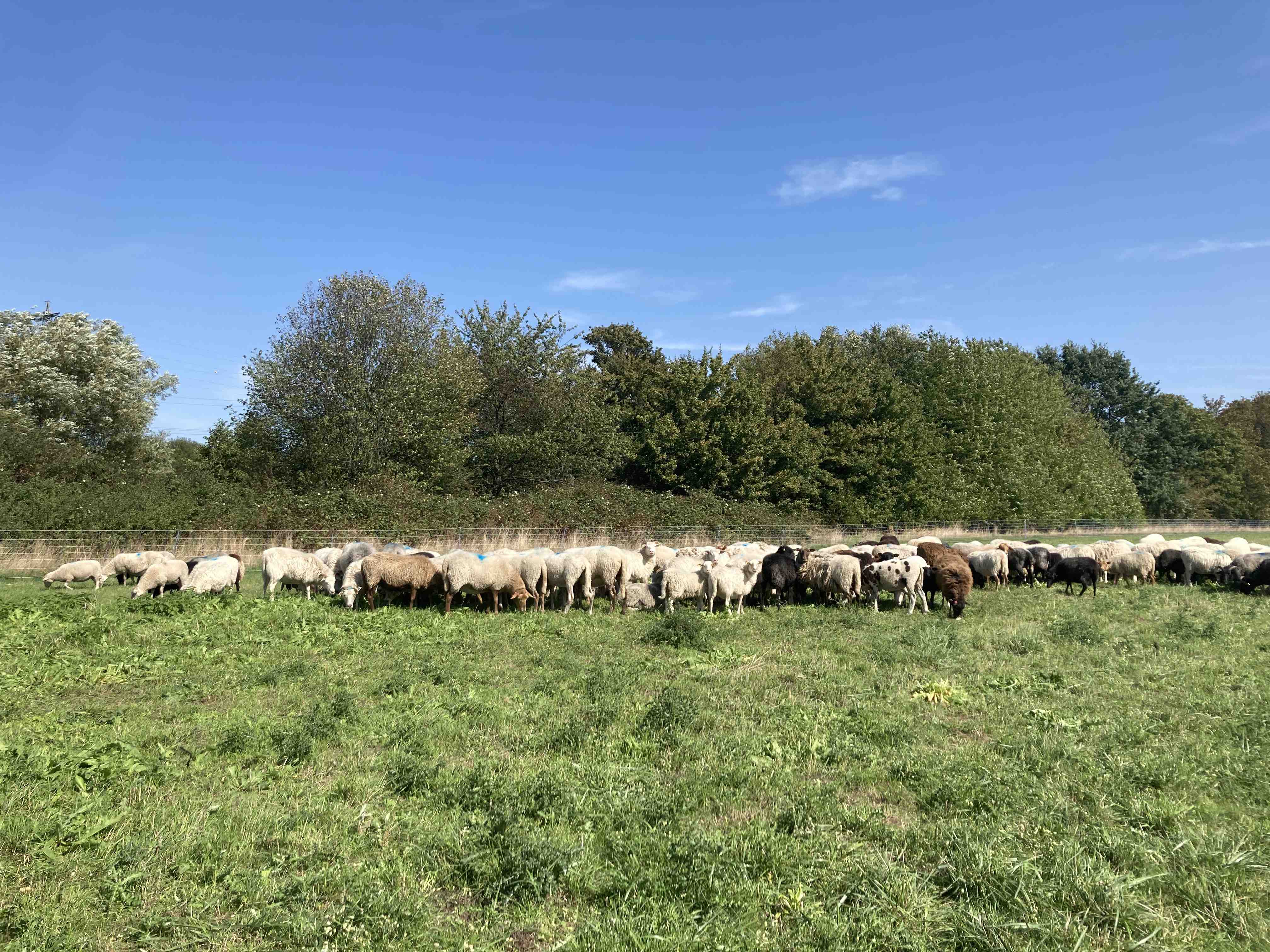 Eine grüne Wiese, auf der eine Herde Schafe steht