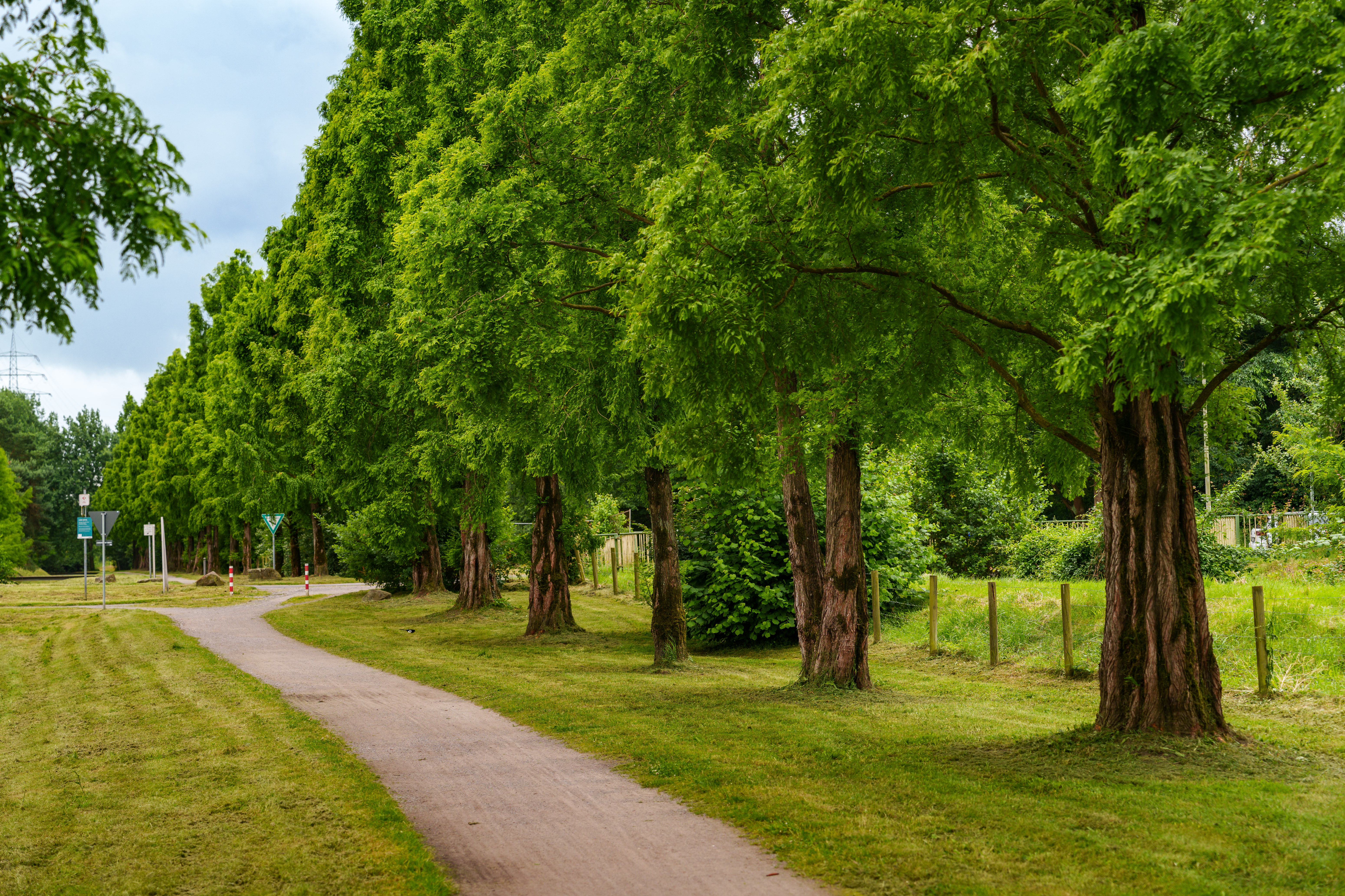 Der Gehölzgarten Ein Weg neben einer Reihe von Bäumen