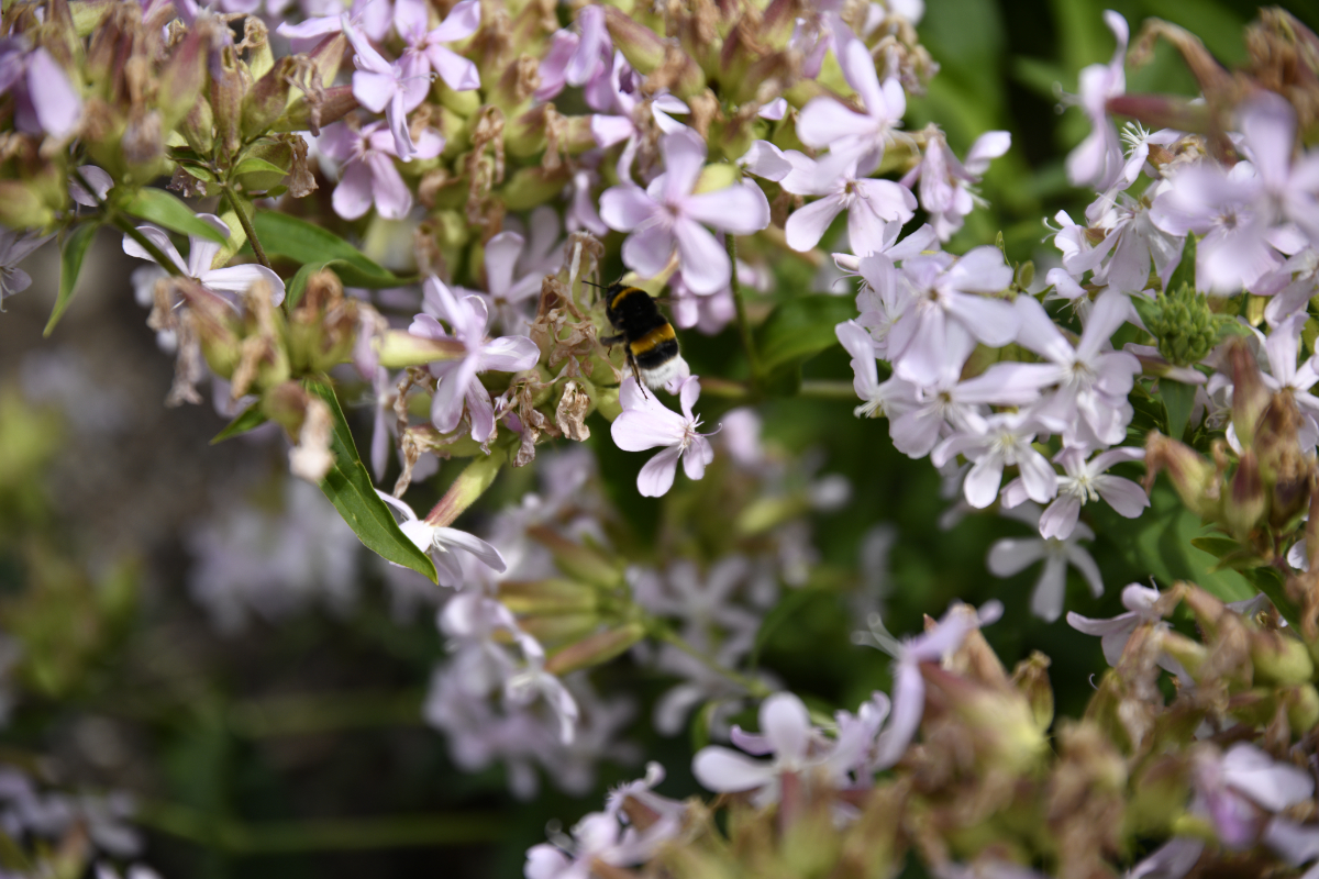 Bienenzuechter stellen sich vor Bienenzuechter stellen sich vor