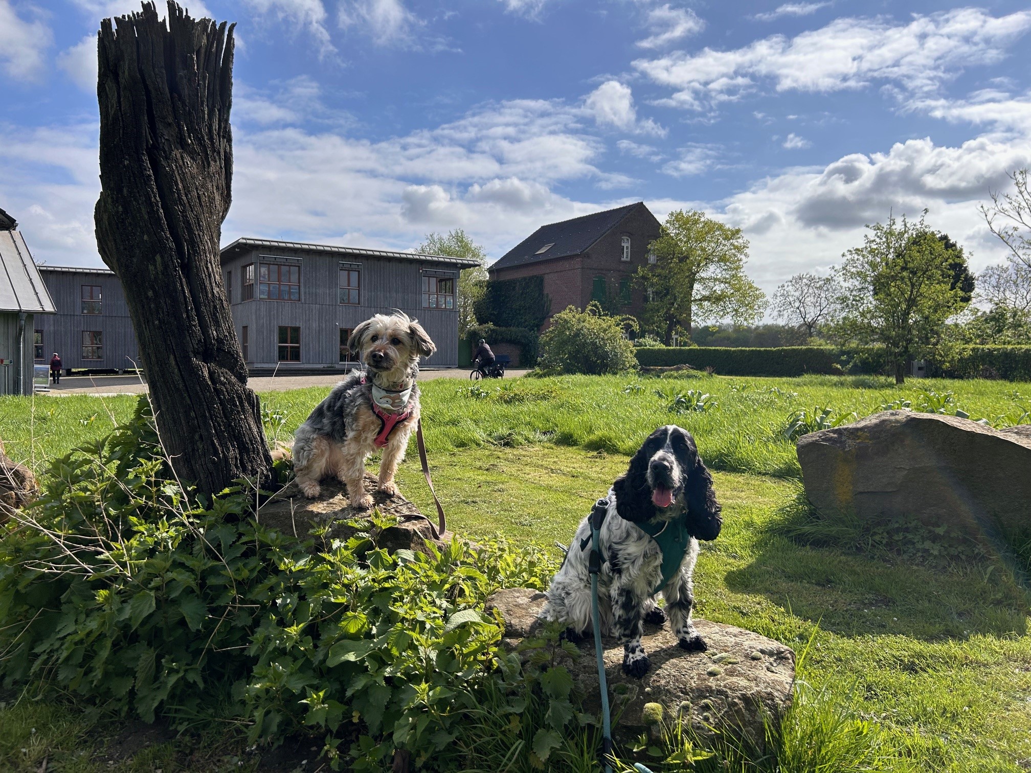 Zwei Hunde auf einem Baumstamm am Haus Ripshorst