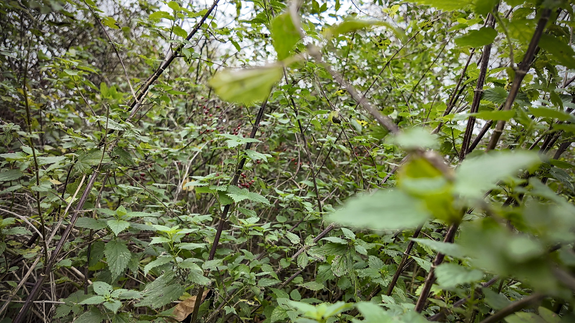 Ein Brennnesselstrauch in Nahaufnahme