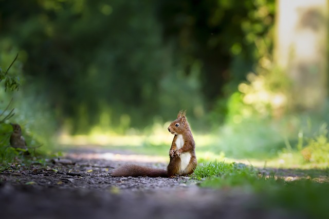 Ein Eichhörnchen sitzt auf dem Boden und schaut aufmerksam.