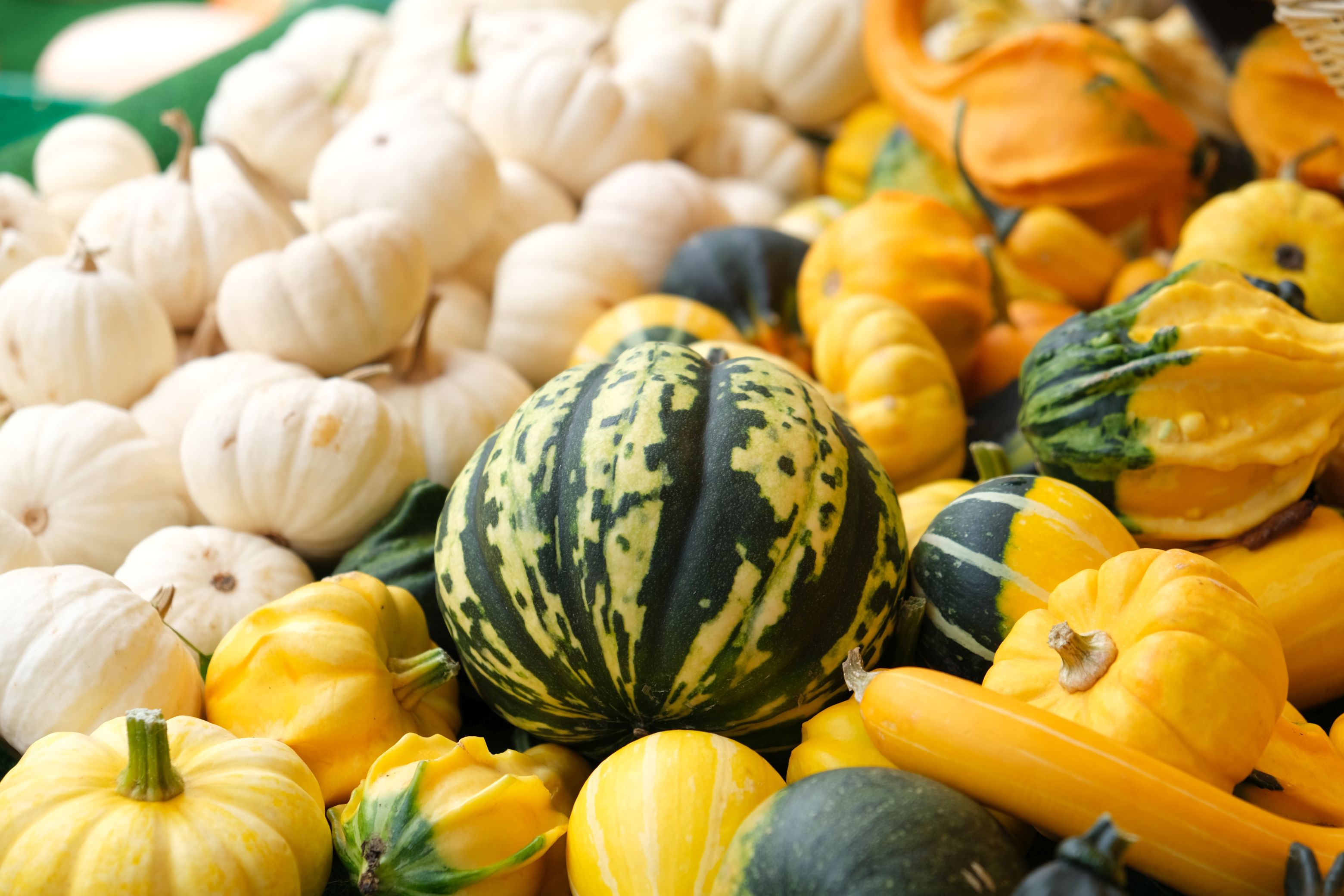 Verschiedene Kürbisse sind zusammengelegt.