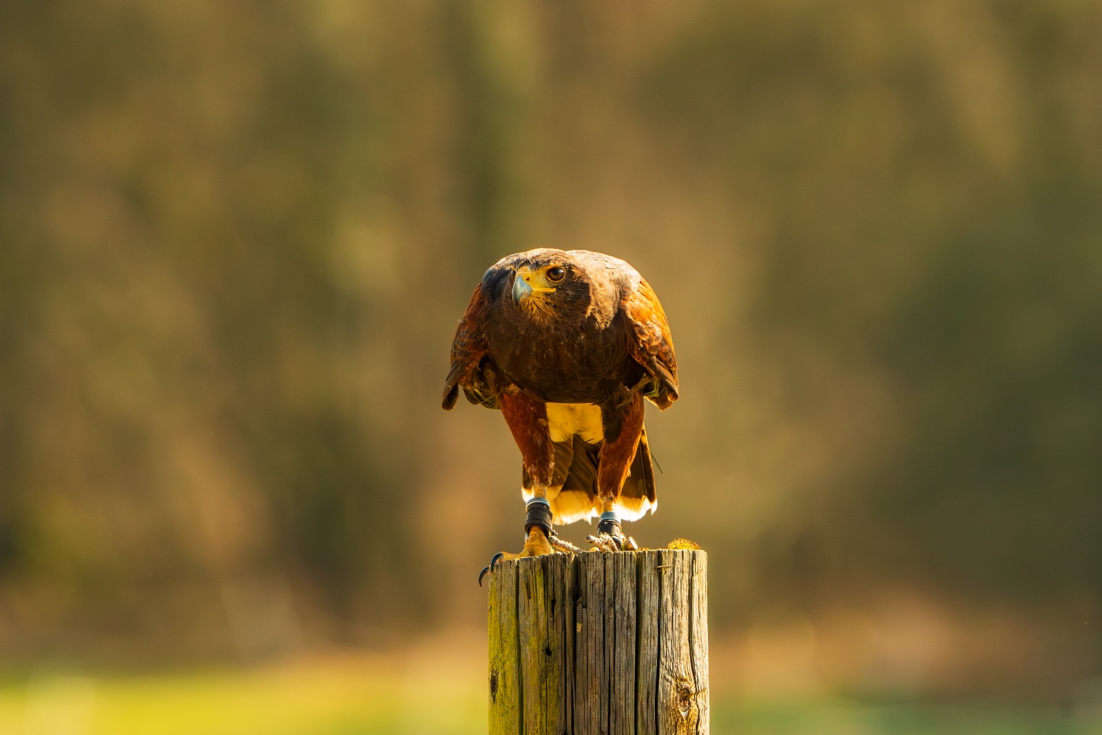 Falke Ein Falke auf einem Zaunpfahl
