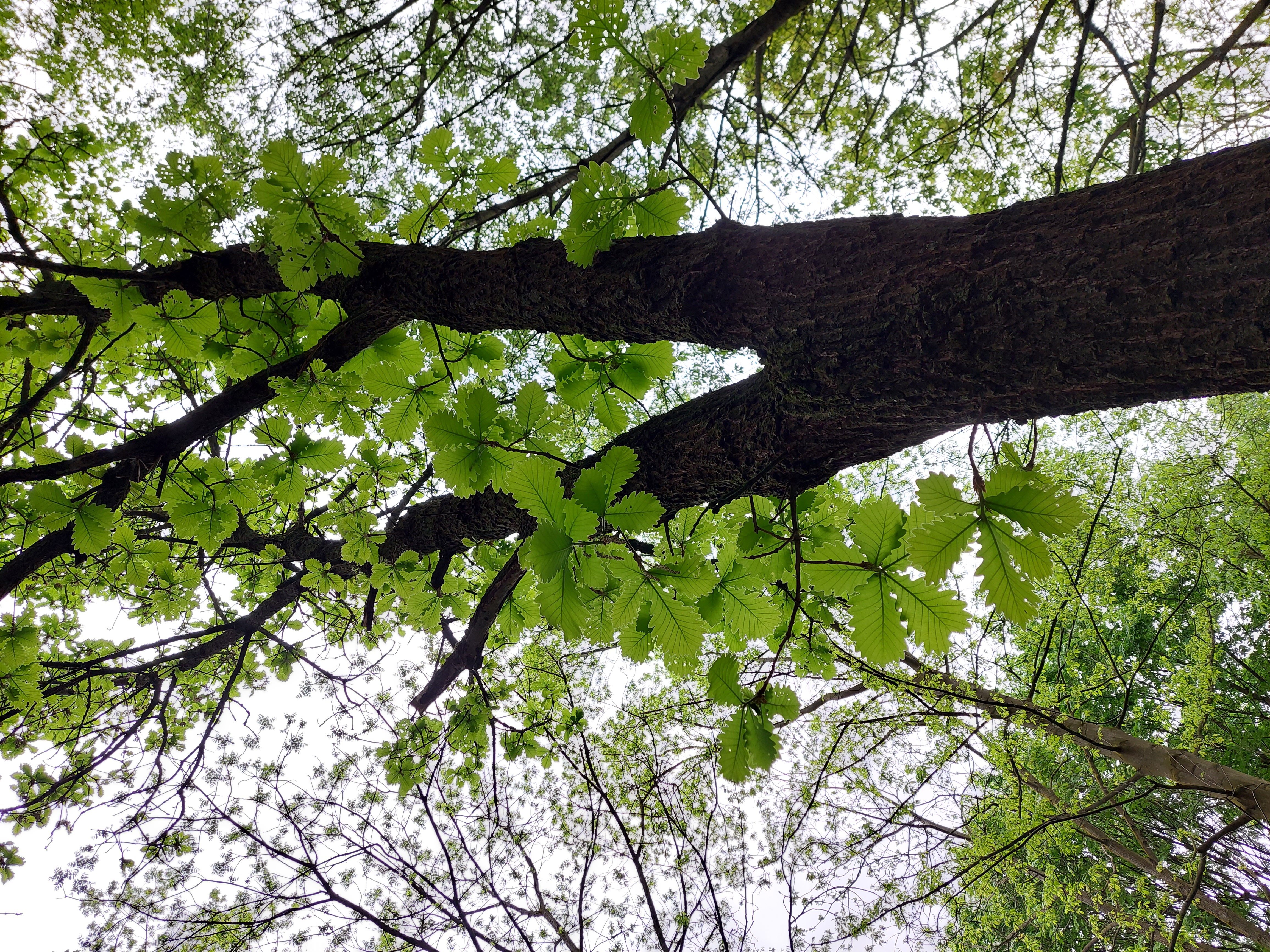 Ein Baum mit dem Blick von unten nach oben bis zur Baumkrone.