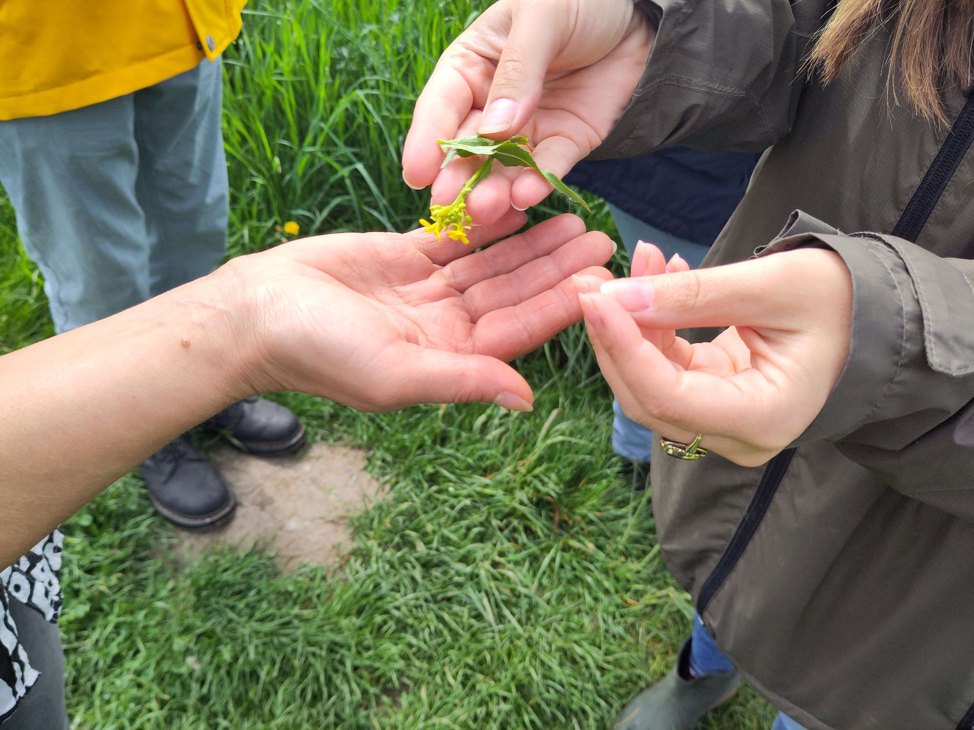 Eine Person zeigt einer anderen ein Wildkraut