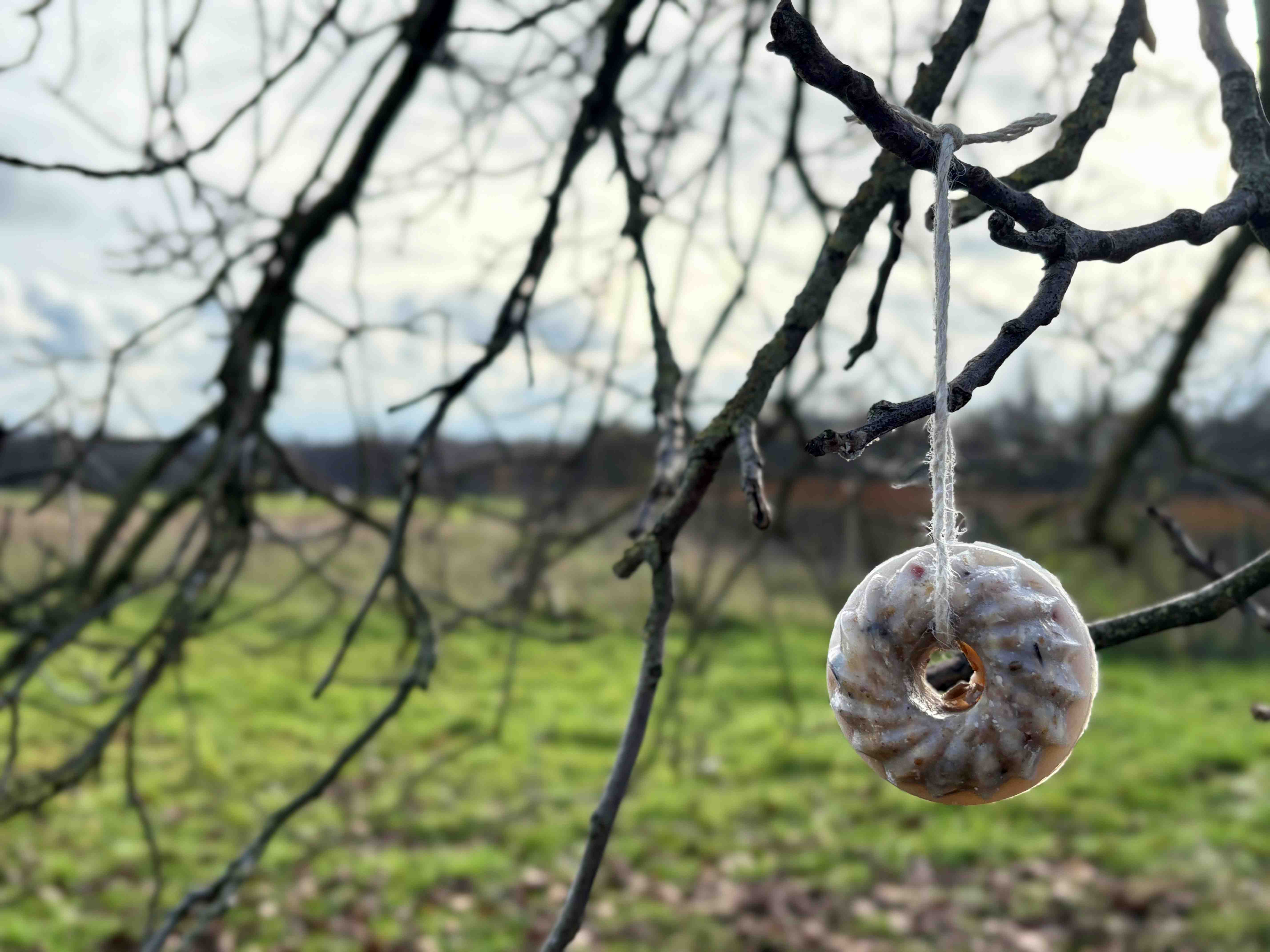 Selbstgemachtes Vogelfutter am Baum
